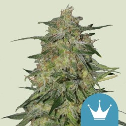 ROYAL HIGHNESS CBD · Royal Queen Seeds · kaufen cannabis samen · Fem