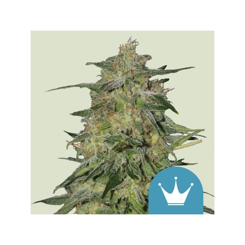 ROYAL HIGHNESS CBD · Royal Queen Seeds · kaufen cannabis samen · Fem
