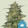 ROYAL HIGHNESS CBD · Royal Queen Seeds · kaufen cannabis samen · Fem