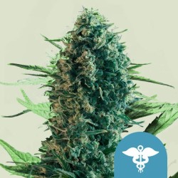 ROYAL MEDIC · Royal Queen Seeds · cannabis samen · Fem