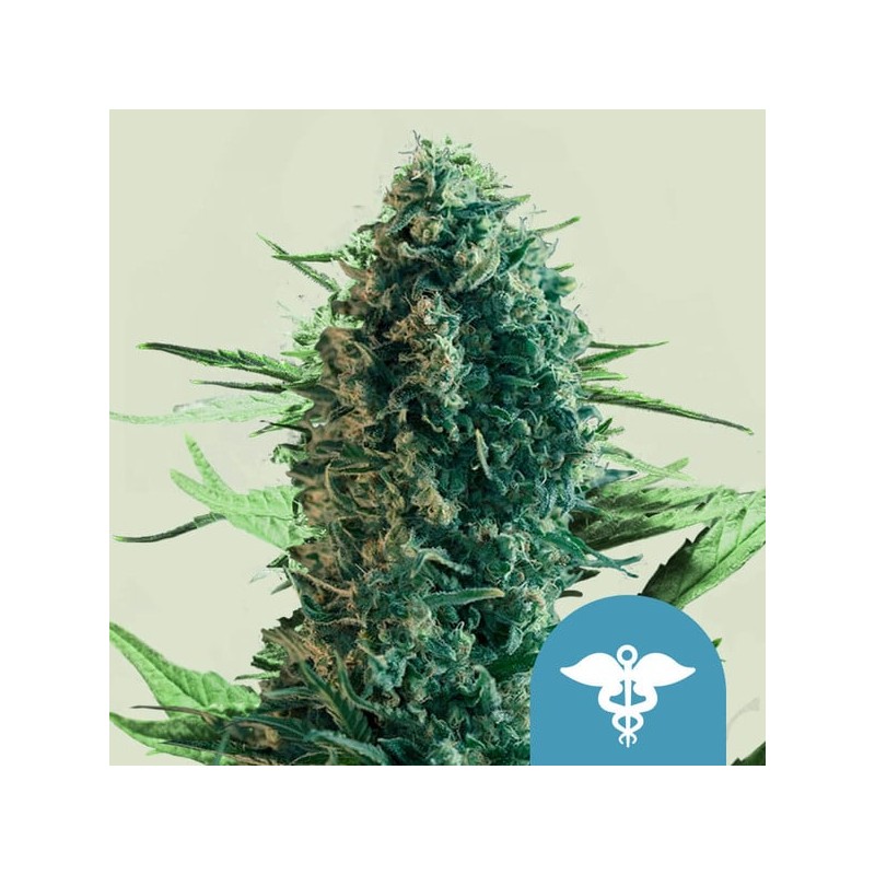 ROYAL MEDIC · Royal Queen Seeds · kenevir tohum · Disi · Fem