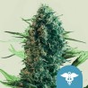 ROYAL MEDIC · Royal Queen Seeds · graines de cannabis · Fem