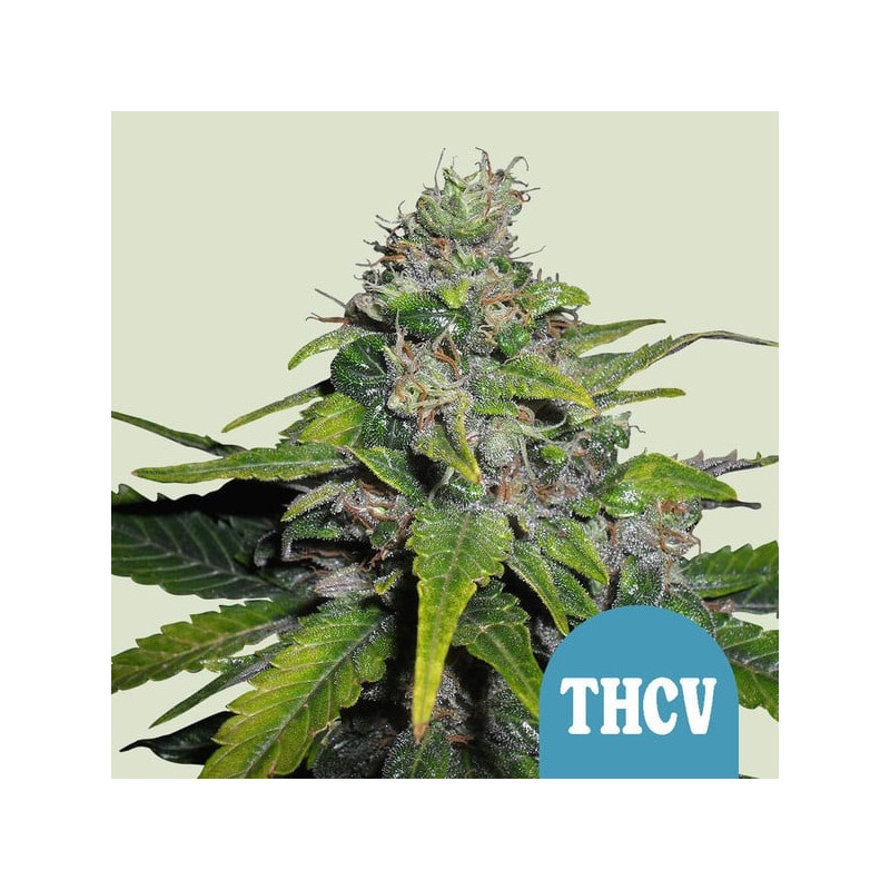 ROYAL THCV CBD · Royal Queen Seeds · sementes de maconha · Fem