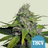 ROYAL THCV CBD · Royal Queen Seeds · semi di canapa indiana · Fem