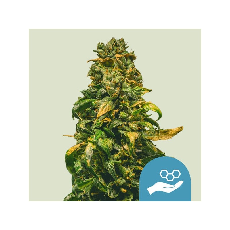 SOLOMATIC CBD · Royal Queen Seeds · kaufen cannabis samen · AutoFem
