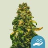 SOLOMATIC CBD · Royal Queen Seeds · kaufen cannabis samen · AutoFem