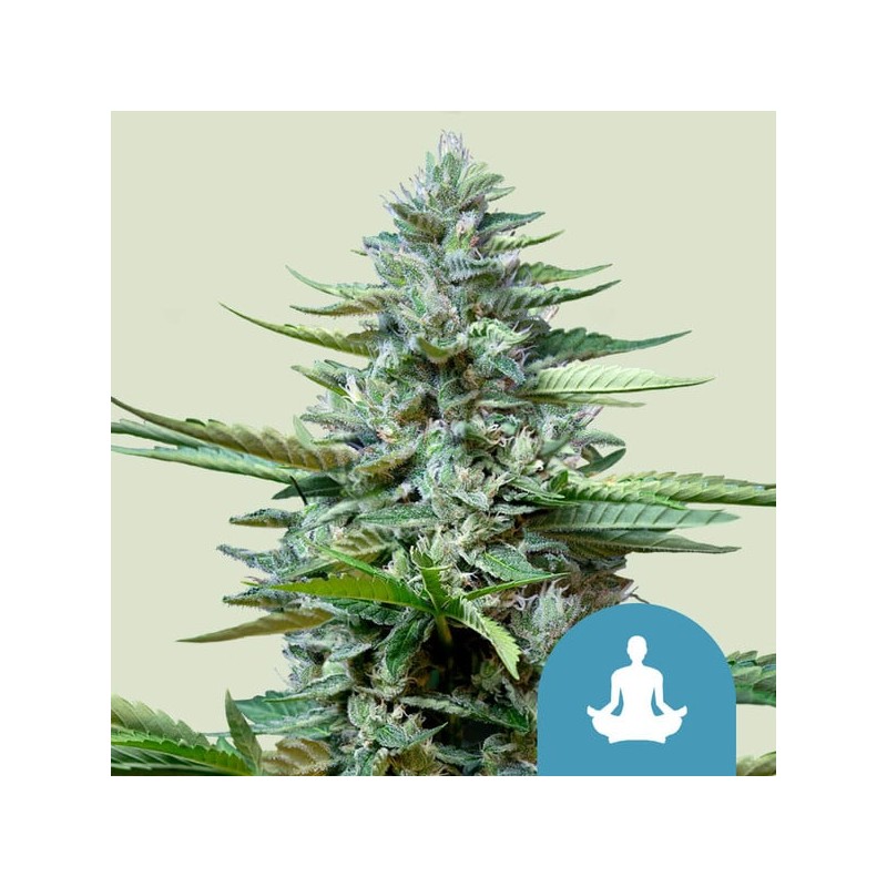STRESS KILLER AUTOMATIC CBD · Royal Queen Seeds · cannabis seeds · AutoFem
