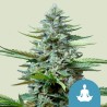 STRESS KILLER AUTOMATIC CDB · Royal Queen Seeds · graines de cannabis · AutoFem
