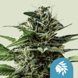 TATANKA PURE CBD · Royal Queen Seeds · sementes de maconha · Fem