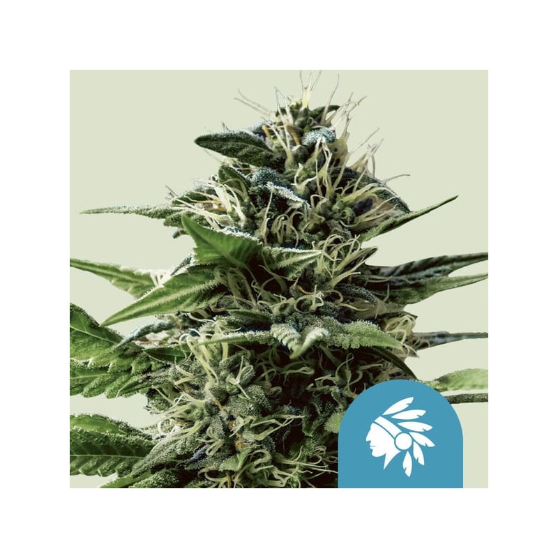 TATANKA PURE CBD · Royal Queen Seeds · sementes de maconha · Fem