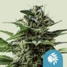 TATANKA PURE CBD · Royal Queen Seeds · kaufen cannabis samen · Fem
