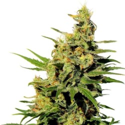 BCN DIESEL CBD · Kannabia...