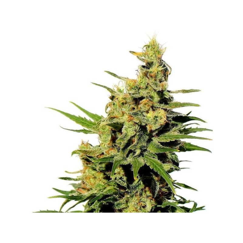 BCN DIESEL CBD · Kannabia Seed Company · sementes de maconha · Fem