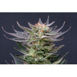 PURPLE DREAM AUTO ·...