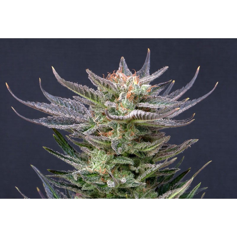 PURPLE DREAM AUTO · Kannabia Seed Company · sementes de maconha · AutoFem