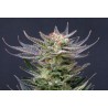 PURPLE DREAM AUTO · Kannabia Seed Company · sementes de maconha · AutoFem