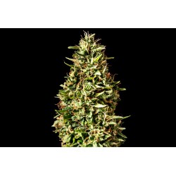 RUNTZ AUTO · Kannabia Seed...