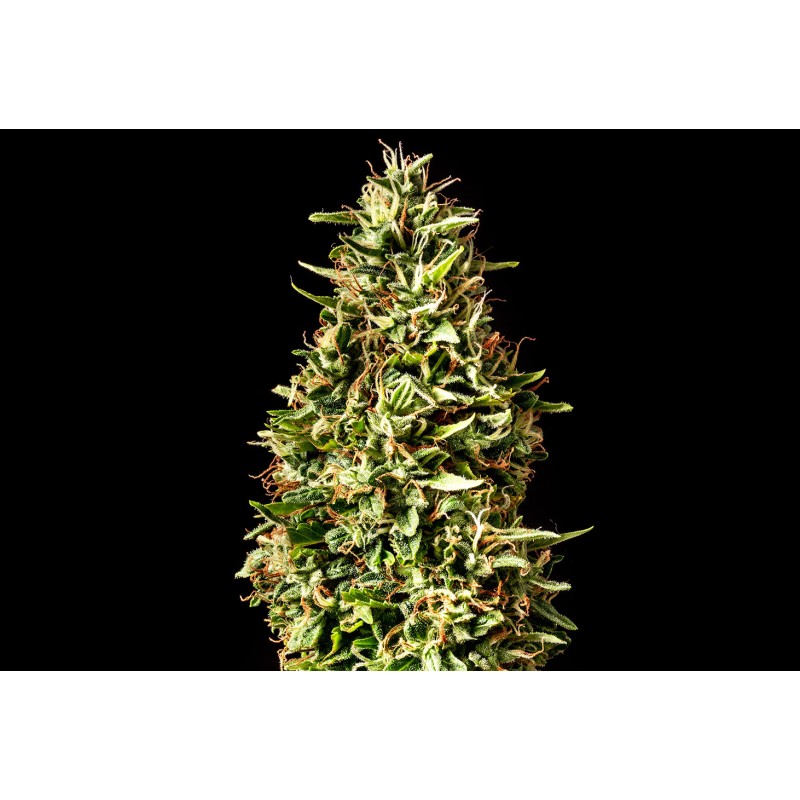 RUNTZ AUTO · Kannabia Seed Company · semillas de marihuana · AutoFem