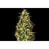 RUNTZ AUTO · Kannabia Seed Company · semillas de marihuana · AutoFem