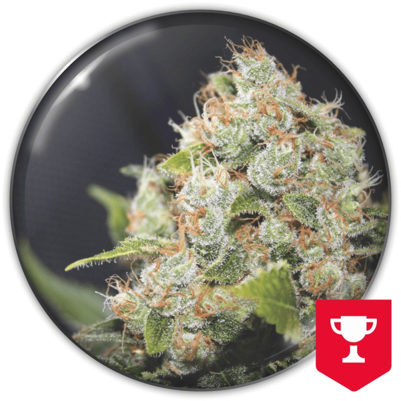 BCN SOUR DIESEL · Medical Seeds · kenevir tohum · Disi · Fem