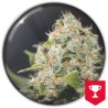 BCN SOUR DIESEL · Medical Seeds · cannabis samen · Fem