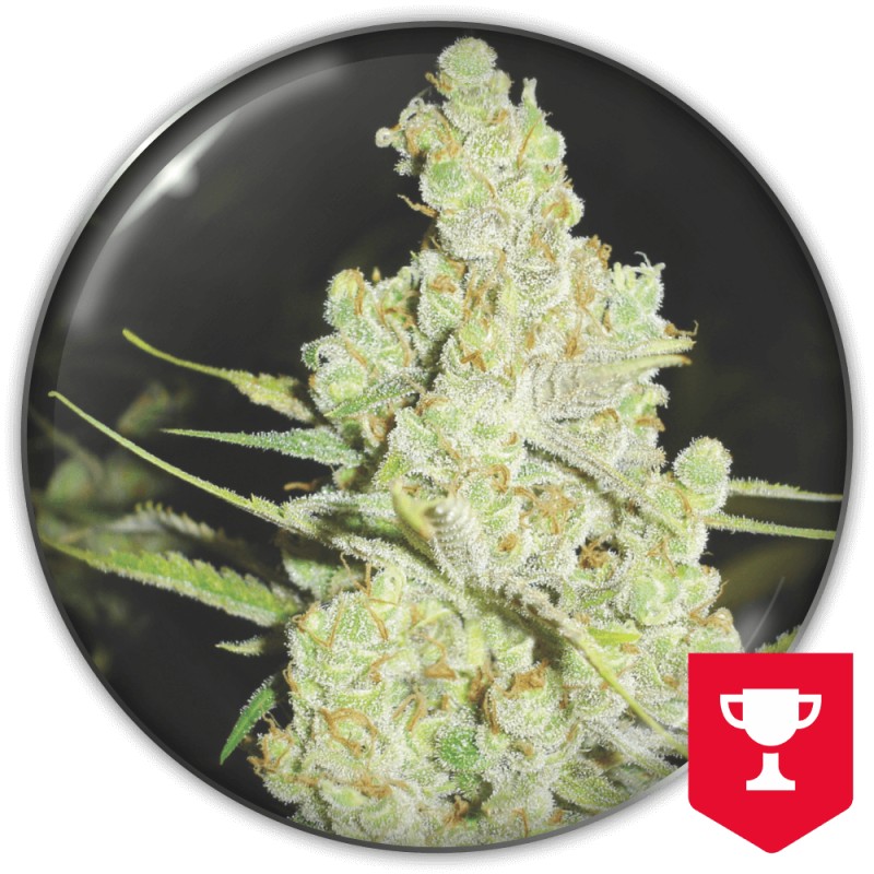 Cannabis samen | 1024 Medical Seeds