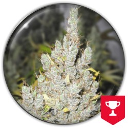 2046 · Medical Seeds ·...