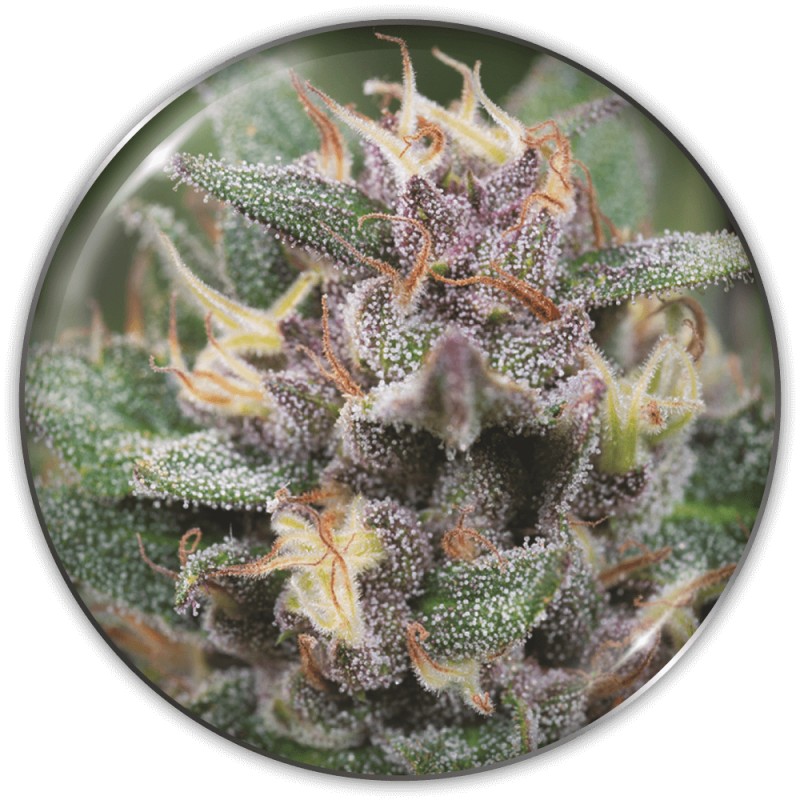 BLUE HELL AUTO · Medical Seeds · sementes de maconha · AutoFem