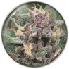 BLUE HELL AUTO · Medical Seeds · semillas de marihuana · AutoFem