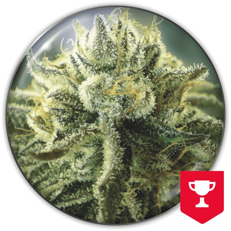 CANADIAN KUSH 2.0 · Medical Seeds · graines de cannabis · Fem
