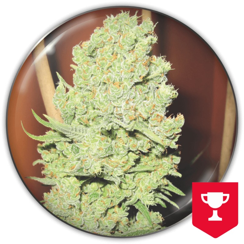 CHANNEL+ · Medical Seeds · graines de cannabis · Fem