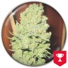 CHANNEL+ · Medical Seeds · kaufen cannabis samen · Fem