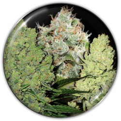 COLECCIONISTA 1 · Medical Seeds · graines de cannabis · Fem