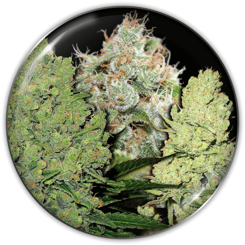 COLECCIONISTA 1 · Medical Seeds · cannabis samen · Fem