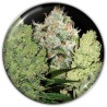 COLECCIONISTA 1 · Medical Seeds · semillas de marihuana · Fem