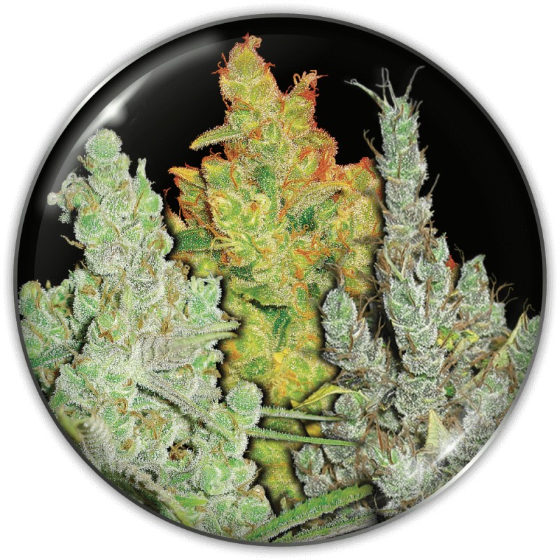 COLECCIONISTA 2 · Medical Seeds · kaufen cannabis samen · Fem