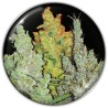 COLECCIONISTA 2 · Medical Seeds · graines de cannabis · Fem
