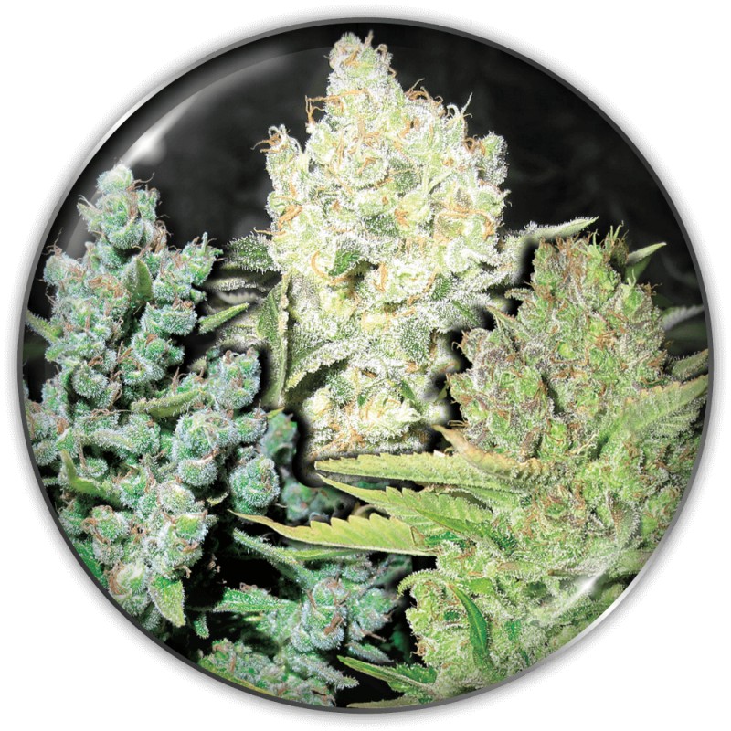 COLECCIONISTA 4 · Medical Seeds · sementes de maconha · Fem