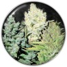 COLECCIONISTA 4 · Medical Seeds · sementes de maconha · Fem