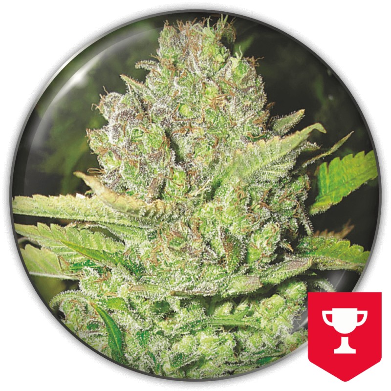 DEVIL FRUIT · Medical Seeds · cannabis samen · Fem