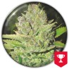 DEVIL FRUIT · Medical Seeds · cannabis samen · Fem