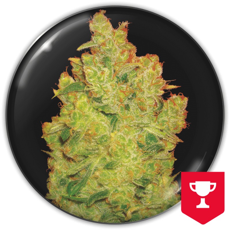 JACK LA MOTA · Medical Seeds · semi di canapa · Fem