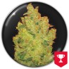 JACK LA MOTA · Medical Seeds · kenevir tohum · Disi · Fem