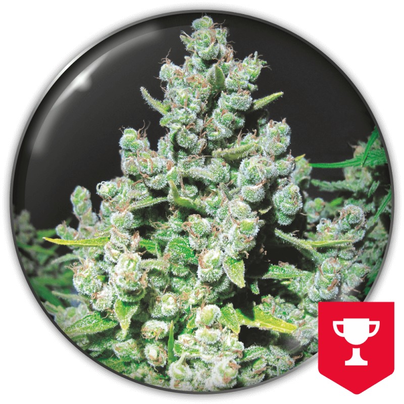 MALAKOFF · Medical Seeds · cannabis seeds · Fem