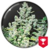 MALAKOFF · Medical Seeds · sementes de maconha · Fem
