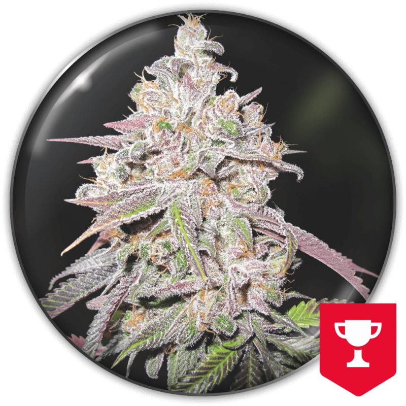MENDOCINO CHANEL KUSH · Medical Seeds · sementes de maconha · Fem