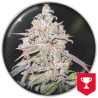 MENDOCINO CHANEL KUSH · Medical Seeds · sementes de maconha · Fem