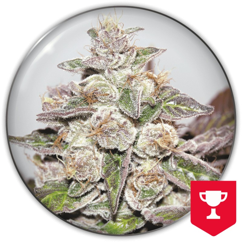 MENDOCINO PURPLE KUSH · Medical Seeds · semillas de marihuana · Fem