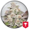 MENDOCINO PURPLE KUSH · Medical Seeds · graines de cannabis · Fem