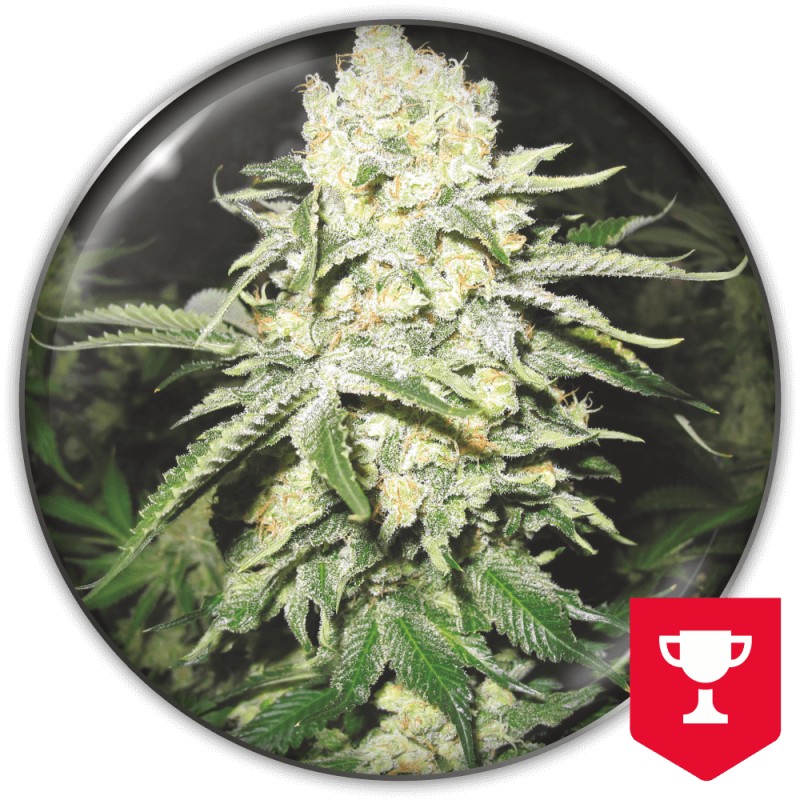 NO NAME · Medical Seeds · sementes de maconha · Fem
